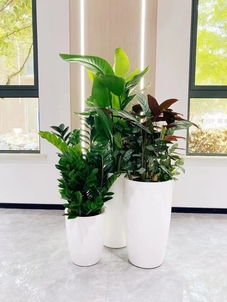 北仑绿植租赁专业